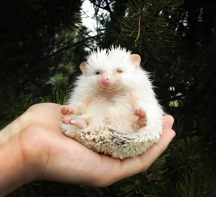 I Took This Picture Of My Hedgehog Smiling And Meditating