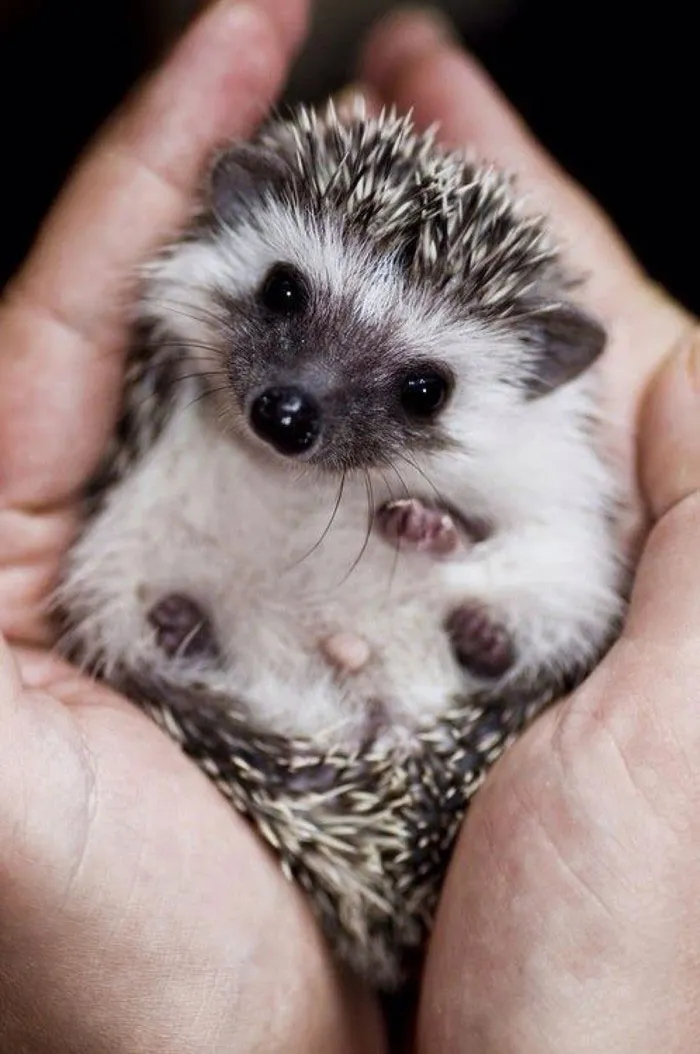 Baby Hedgehog