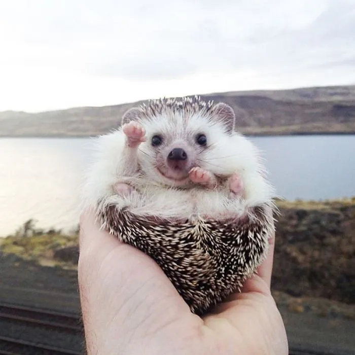 Hello, Human
