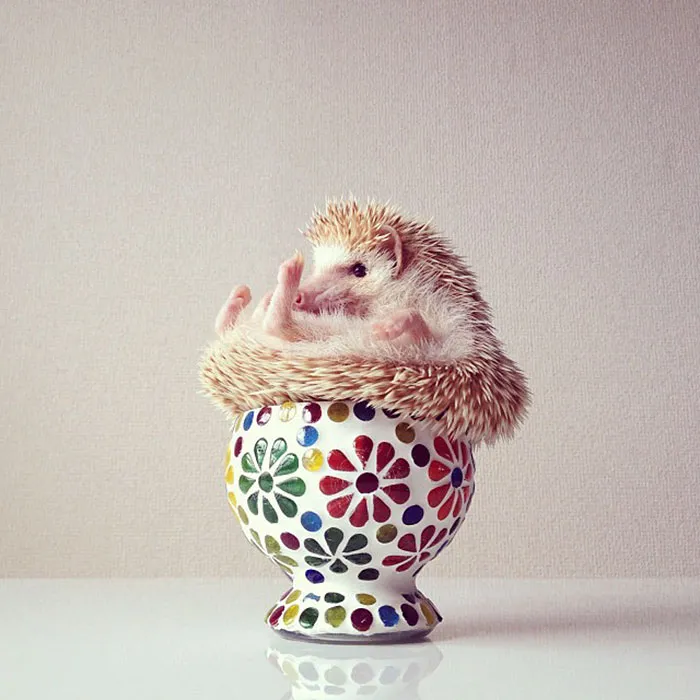 If I Fits, I Sits