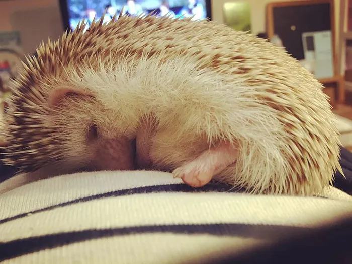 Hedgehog Beauty Sleep