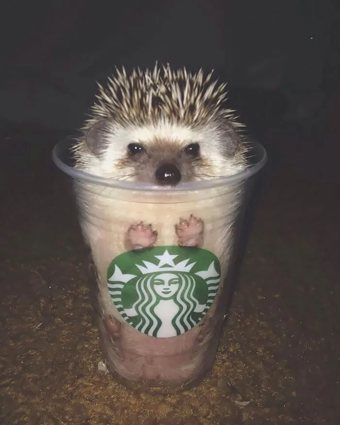 Hedgehog In A Cup