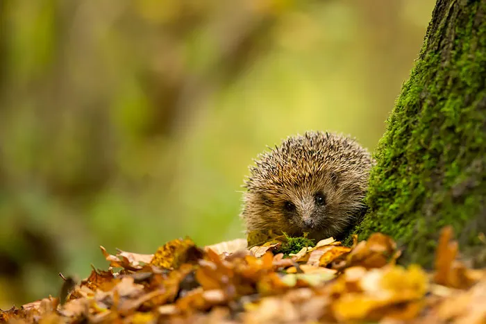Little Prickles