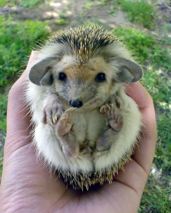 Baby Hedg