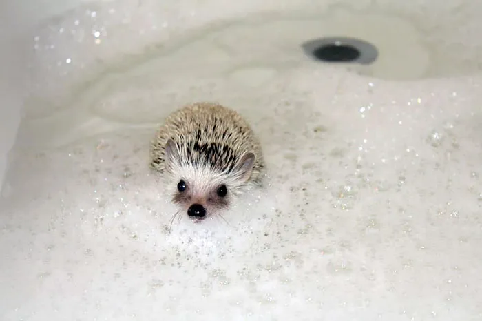 My Hedgehog Is Cuter Than Your Honor Student