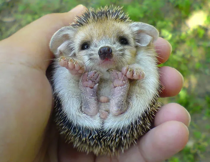 Baby Hedgehog
