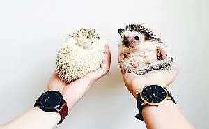 50 Adorable Pics To Celebrate Hedgehog Day