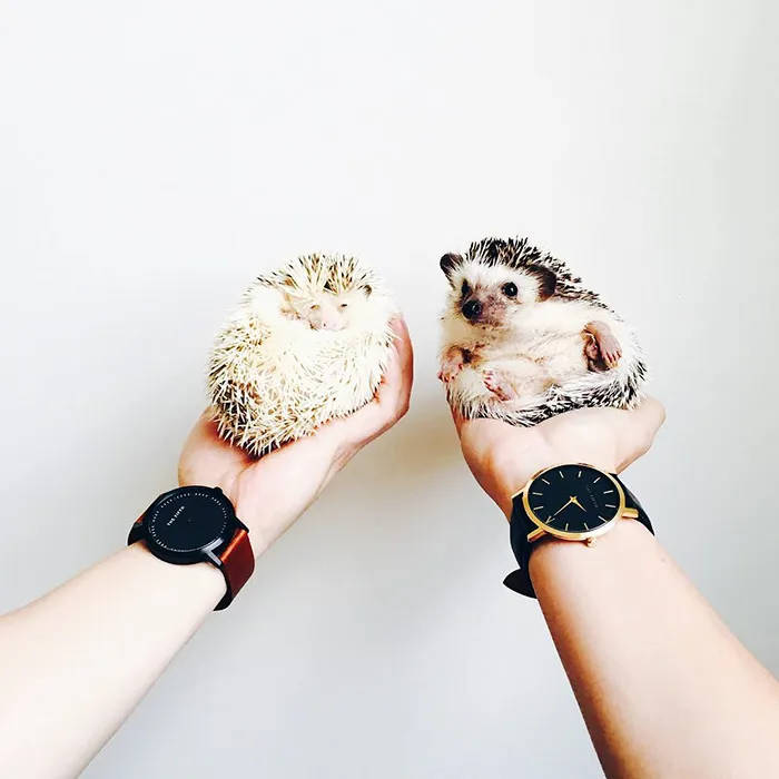 Hogs' Time Out