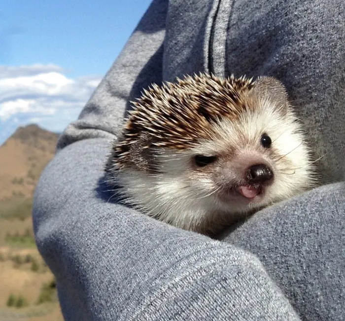 Meet Biddy, The Travelling Hedgehog