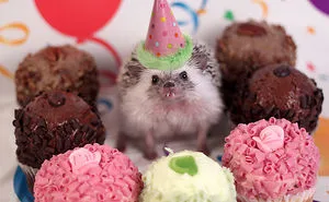 50 Adorable Pics To Celebrate Hedgehog Day