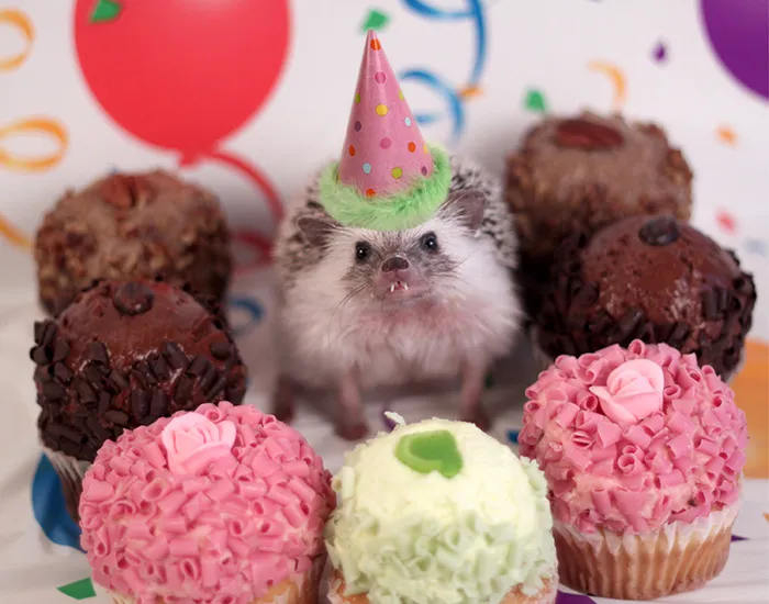 Birthday Boy
