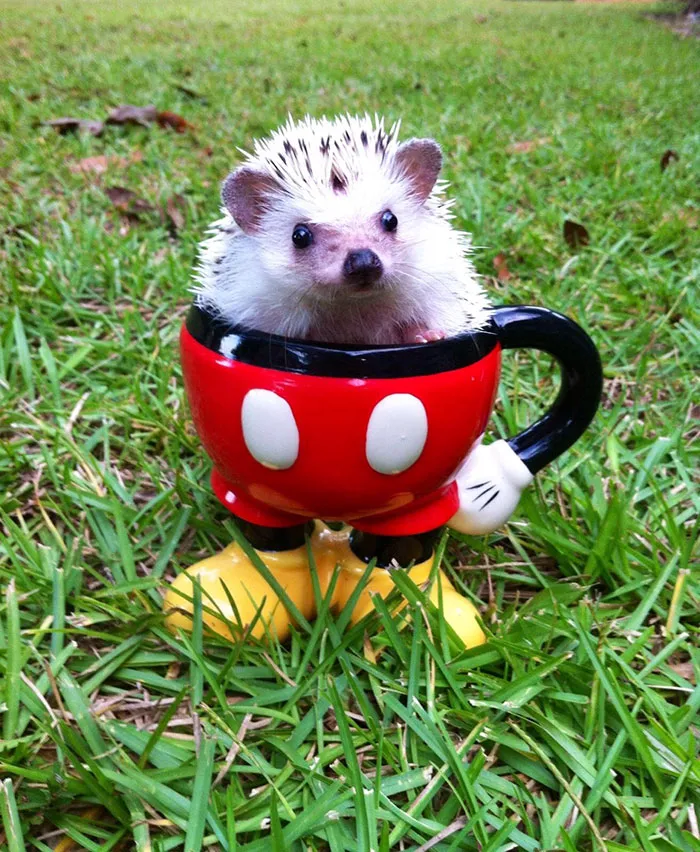 My Best Friend Just Sent Me This Picture Of Her Hedgehog