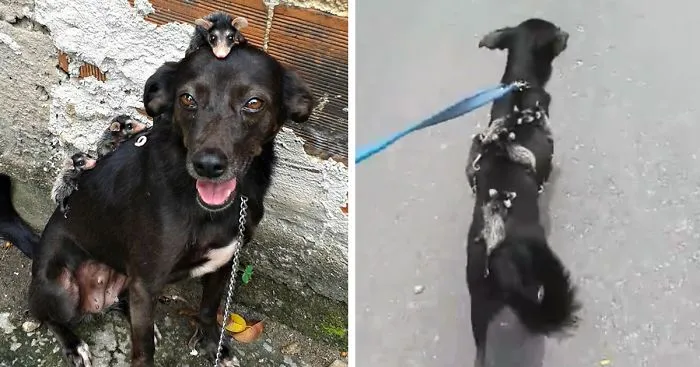 Dog Adopts Orphaned Opossums, Gives Them Awesome Rides On Her Back