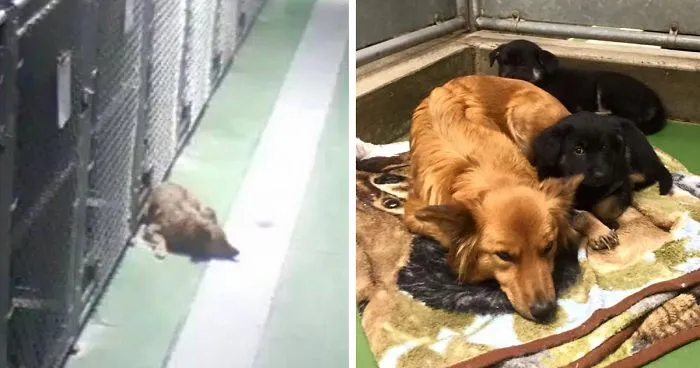 Dog Breaks Out Of Kennel To Comfort Abandoned Crying Puppies
