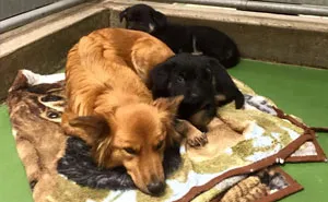Dog Breaks Out Of Kennel To Comfort Abandoned Crying Puppies