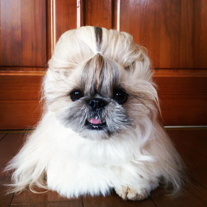 Every Day This Dog Gets A New Hairstyle