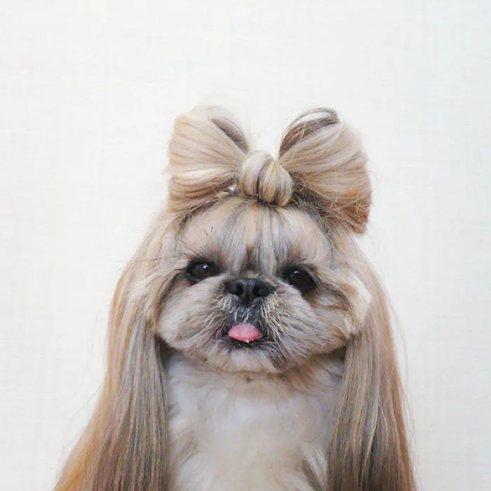 Every Day This Dog Gets A New Hairstyle