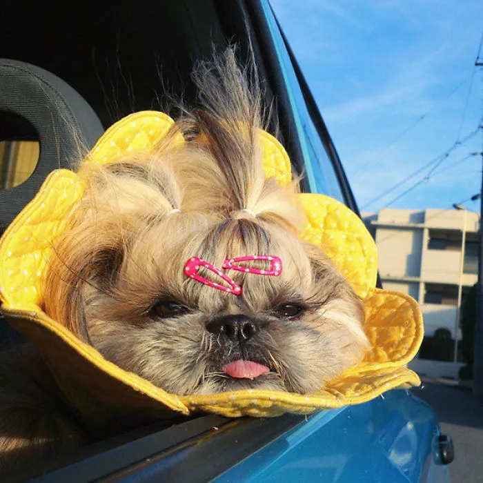 Every Day This Dog Gets A New Hairstyle