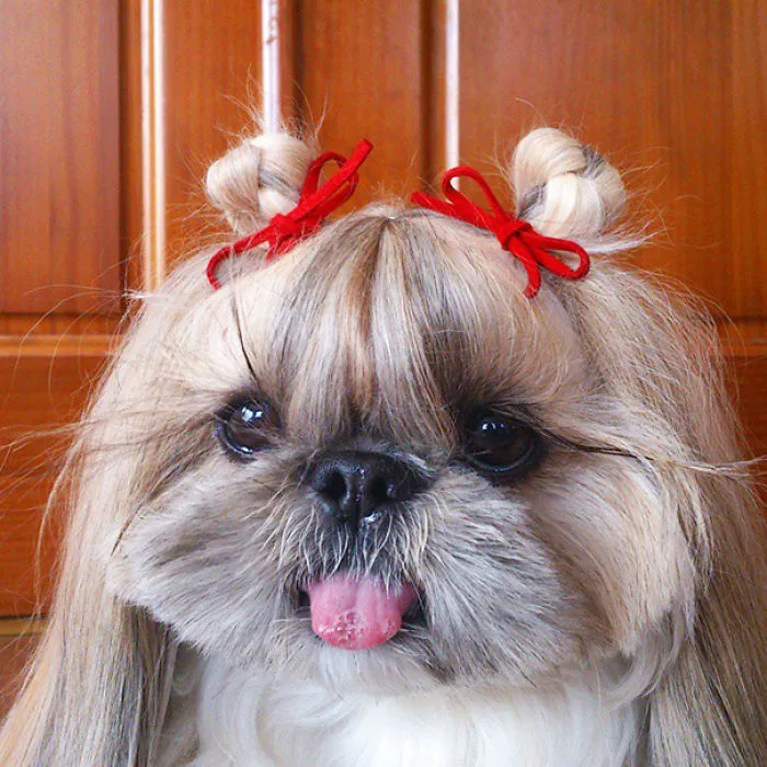 Every Day This Dog Gets A New Hairstyle