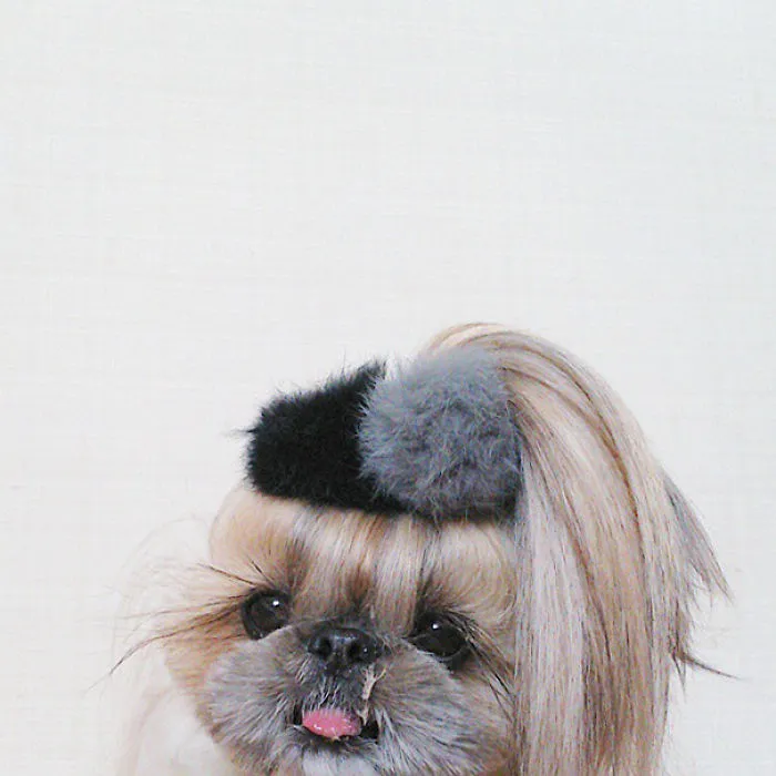 Every Day This Dog Gets A New Hairstyle