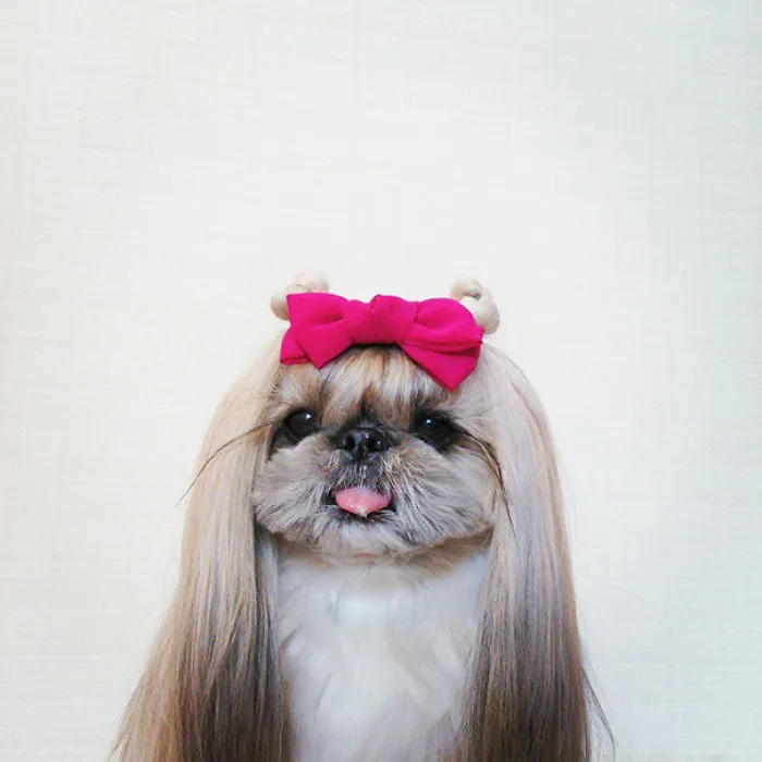 Every Day This Dog Gets A New Hairstyle