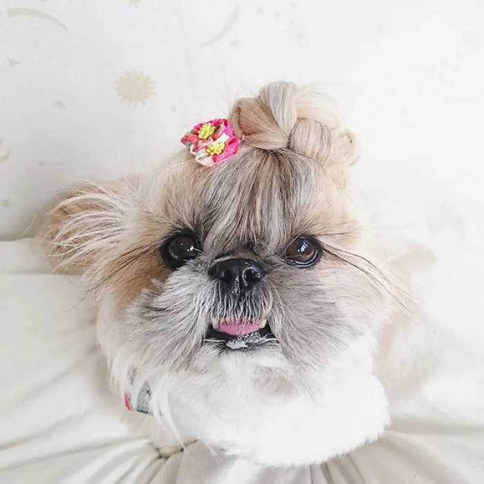 Every Day This Dog Gets A New Hairstyle