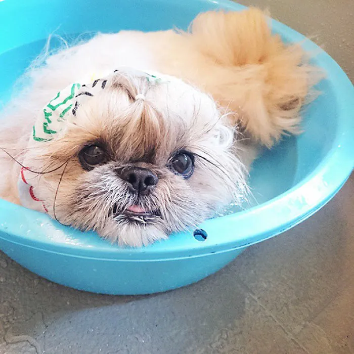 Every Day This Dog Gets A New Hairstyle