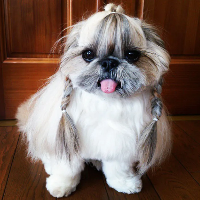 Every Day This Dog Gets A New Hairstyle