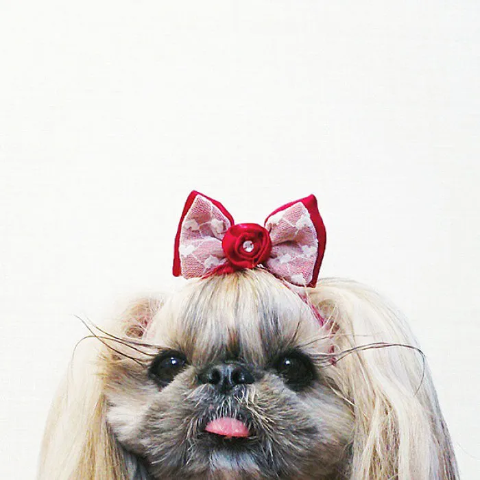 Every Day This Dog Gets A New Hairstyle
