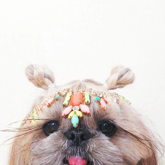 Every Day This Dog Gets A New Hairstyle