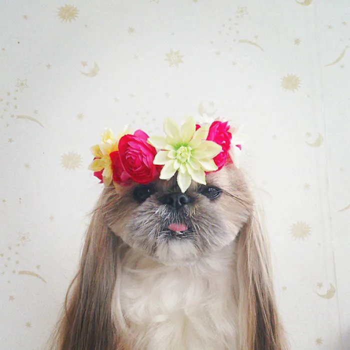 Every Day This Dog Gets A New Hairstyle