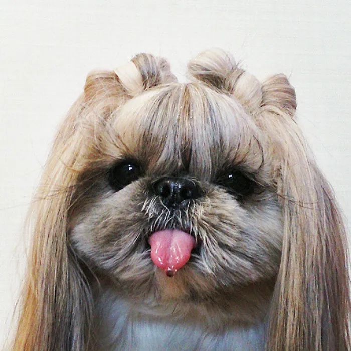 Every Day This Dog Gets A New Hairstyle