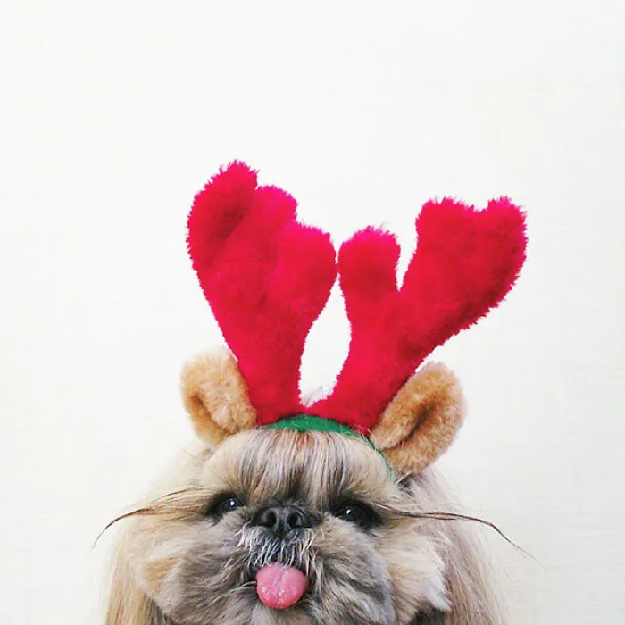 Every Day This Dog Gets A New Hairstyle