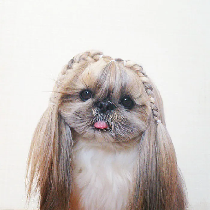 Every Day This Dog Gets A New Hairstyle