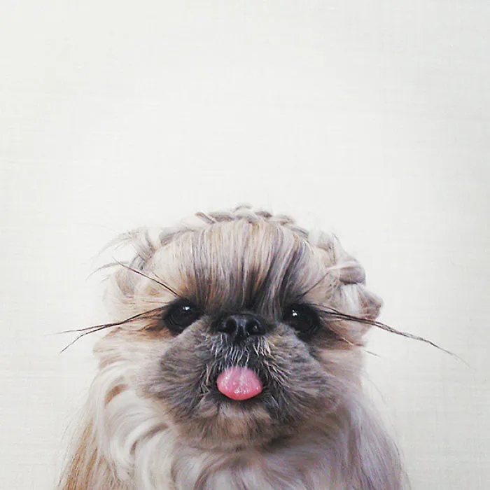 Every Day This Dog Gets A New Hairstyle