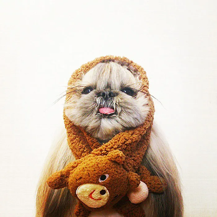 Every Day This Dog Gets A New Hairstyle