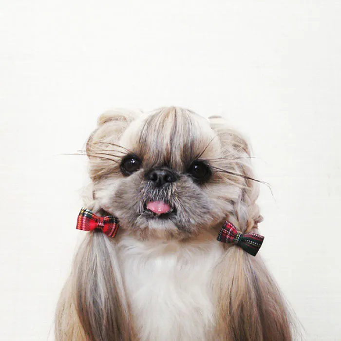 Every Day This Dog Gets A New Hairstyle