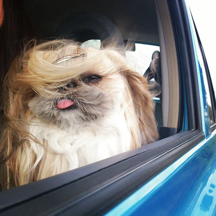 Every Day This Dog Gets A New Hairstyle