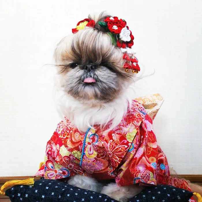 Every Day This Dog Gets A New Hairstyle