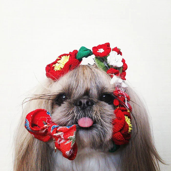 Every Day This Dog Gets A New Hairstyle
