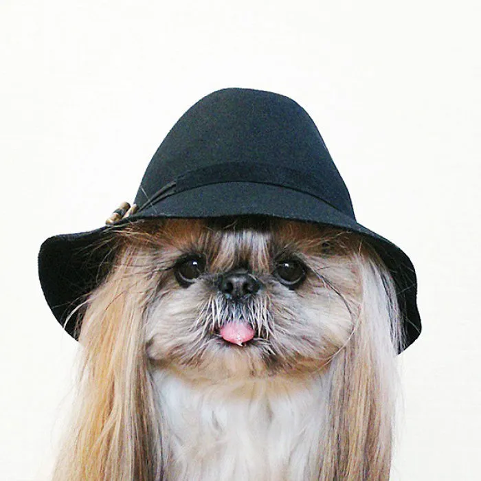 Every Day This Dog Gets A New Hairstyle