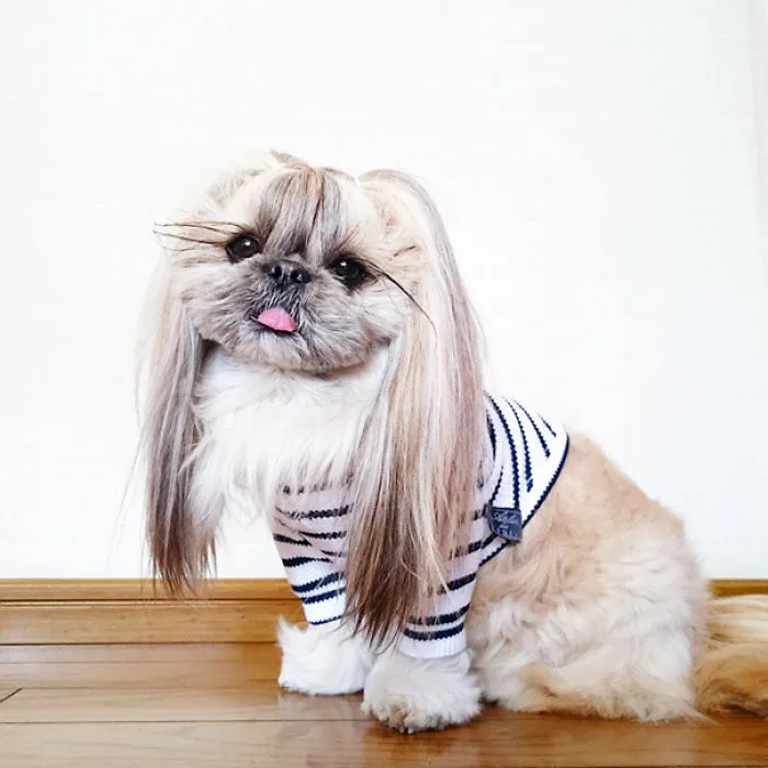 Every Day This Dog Gets A New Hairstyle