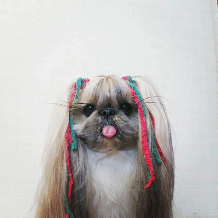 Every Day This Dog Gets A New Hairstyle