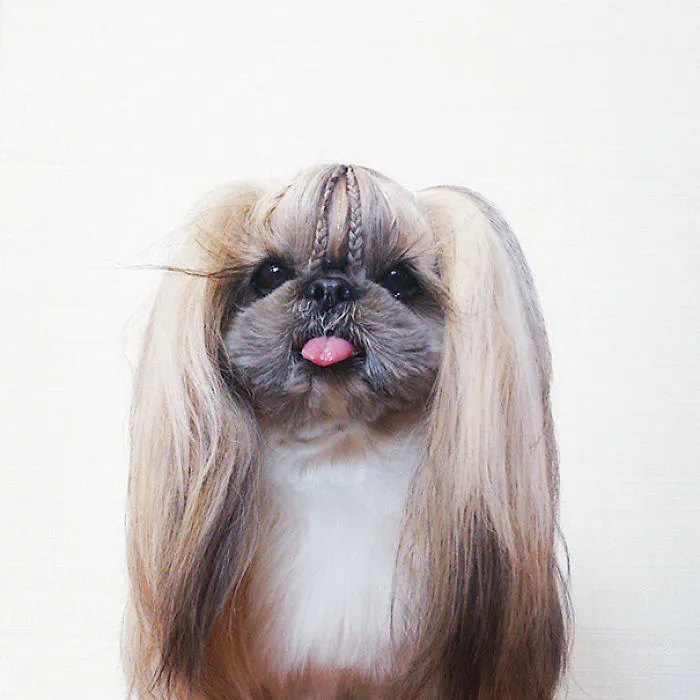 Every Day This Dog Gets A New Hairstyle