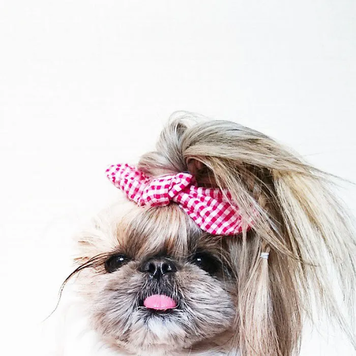 Every Day This Dog Gets A New Hairstyle