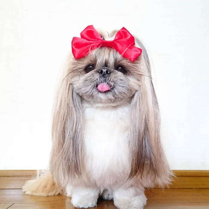 Every Day This Dog Gets A New Hairstyle