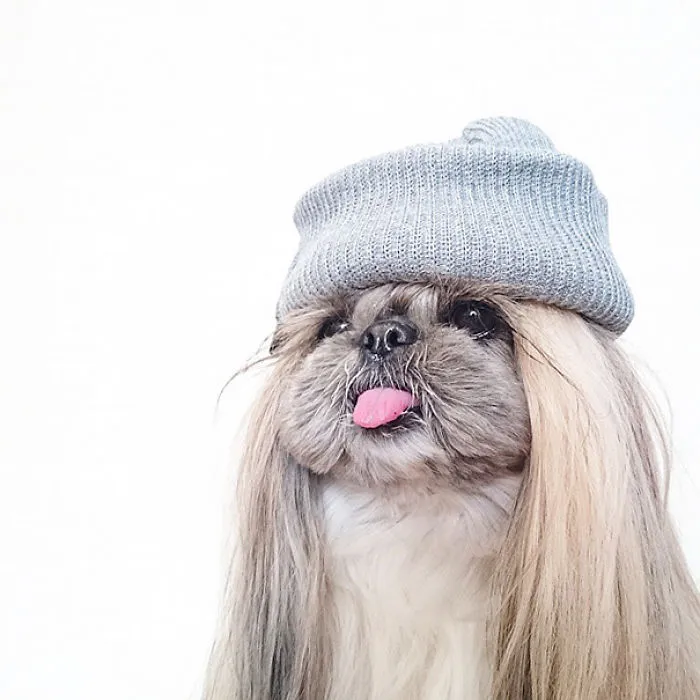 Every Day This Dog Gets A New Hairstyle