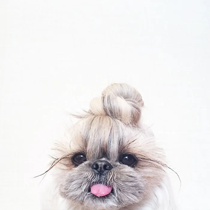 Every Day This Dog Gets A New Hairstyle
