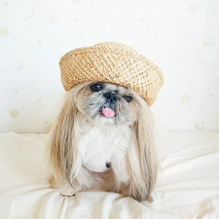 Every Day This Dog Gets A New Hairstyle