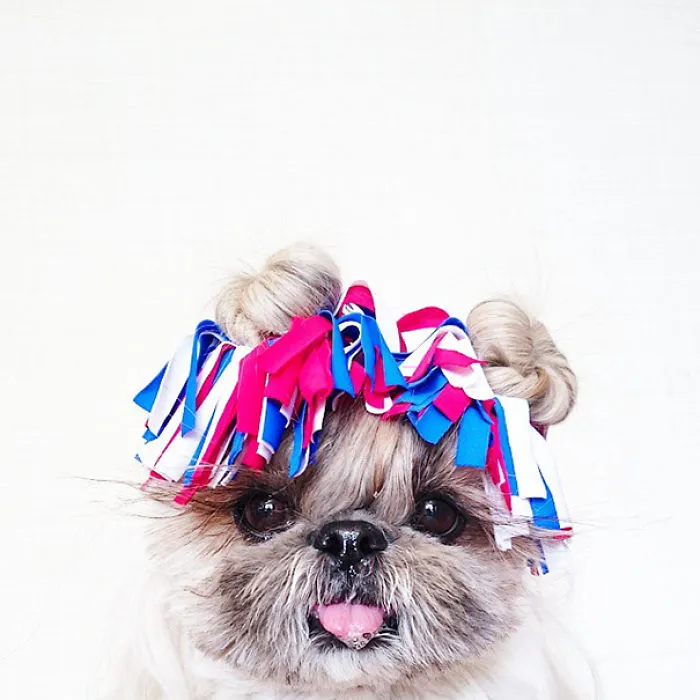 Every Day This Dog Gets A New Hairstyle